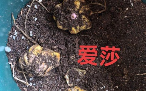 百合花种子怎么种植方法：从播种到开花的全程实操指南