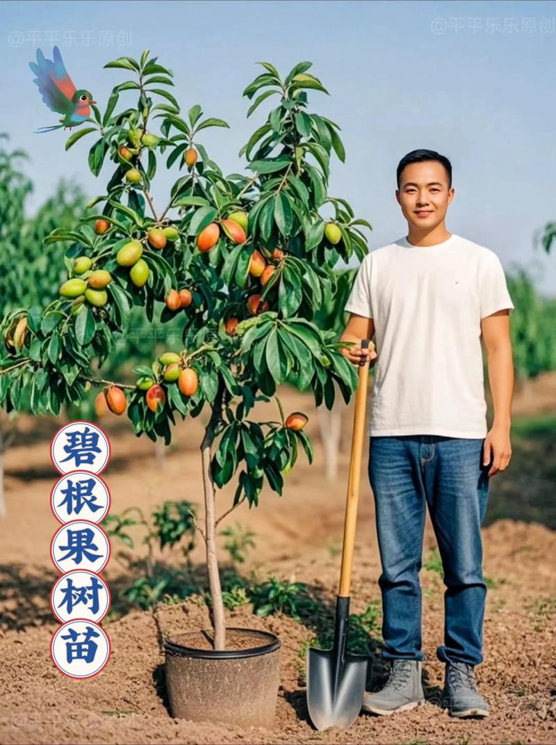 哪里买碧根果苗?掌握这4步筛选法,避开低质苗和虚假渠道 哪里买碧根果苗?掌握这4步筛选法,避开低质苗和虚假渠道