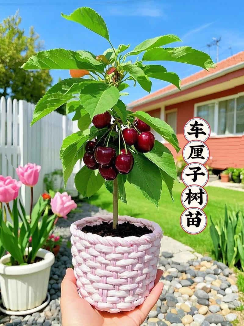 从吃剩的核到小盆栽:手把手教你种出车厘子盆栽 二、土壤环境:疏松透气是基础