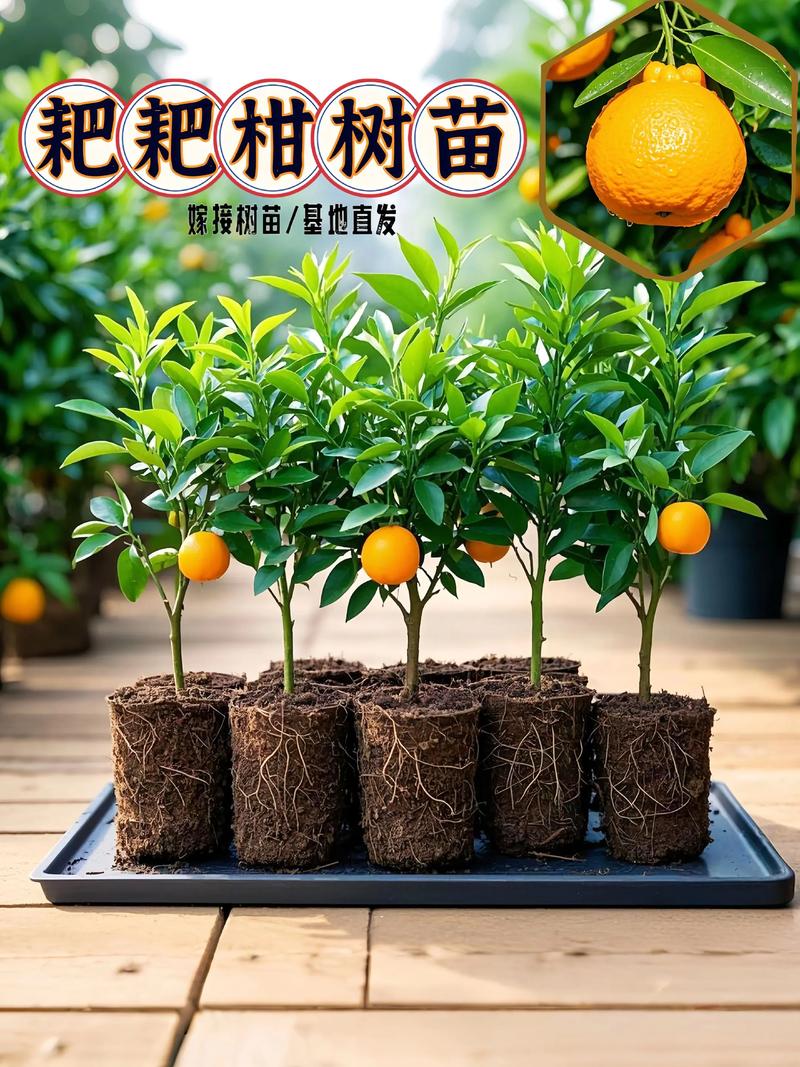 栽柑橘苗,底肥到底用什么?家庭种植的6个关键养护要点 越冬越夏:南方防“闷根”,北方防“冻伤”