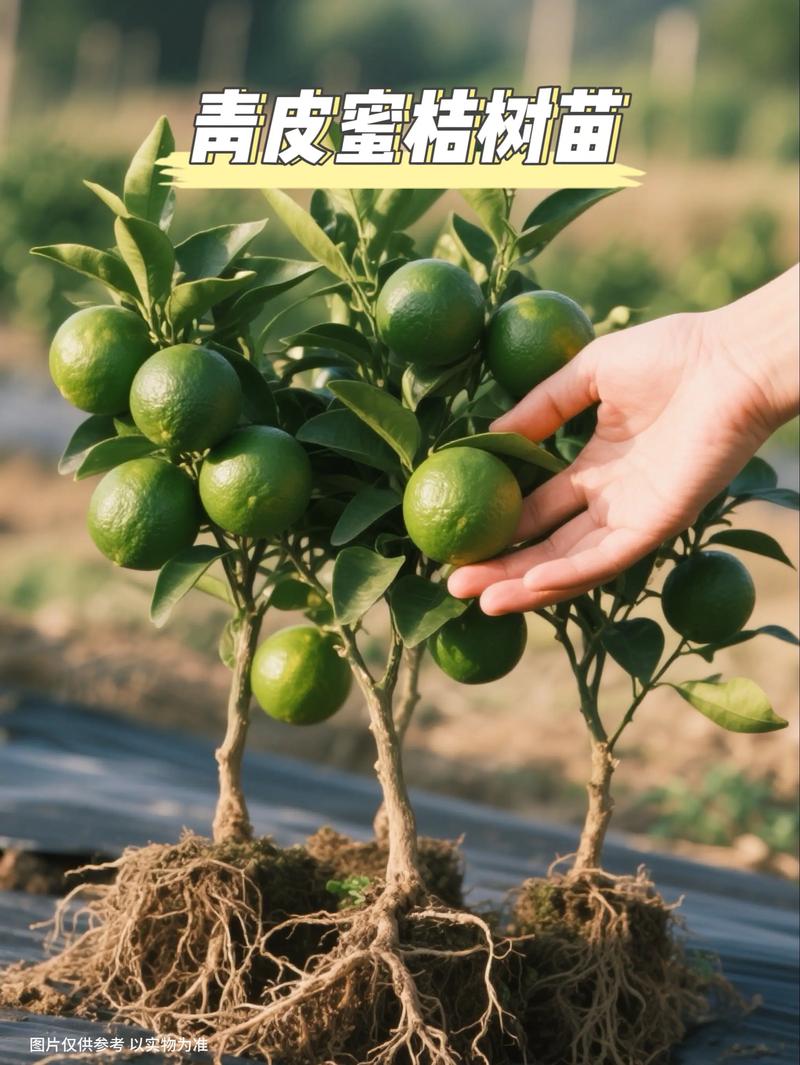 栽柑橘苗,底肥到底用什么?家庭种植的6个关键养护要点 换盆/田间管理:栽后第一年不急着换盆,2-3年后视情况而定
