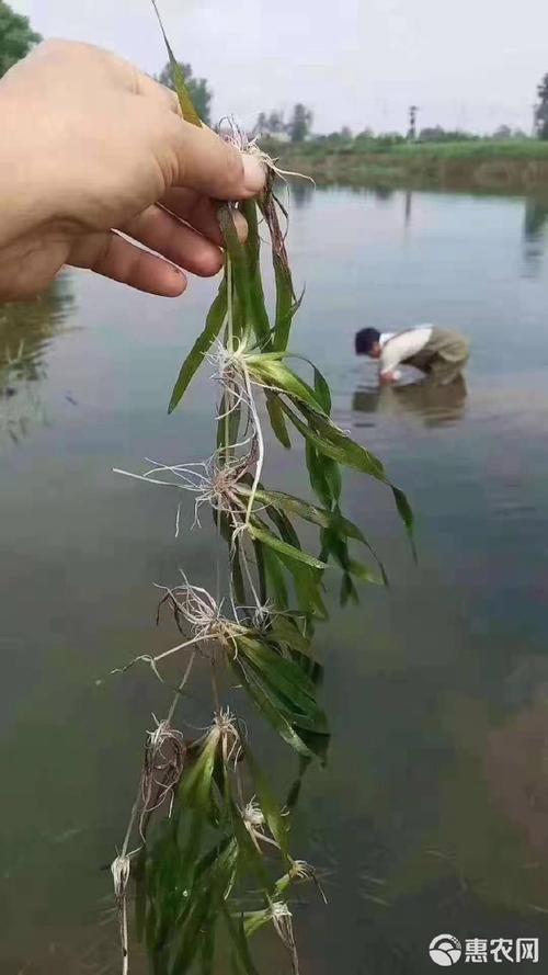 苦草有什么好处?沉水植物净水与景观配置全指南 常见错误与避坑指南