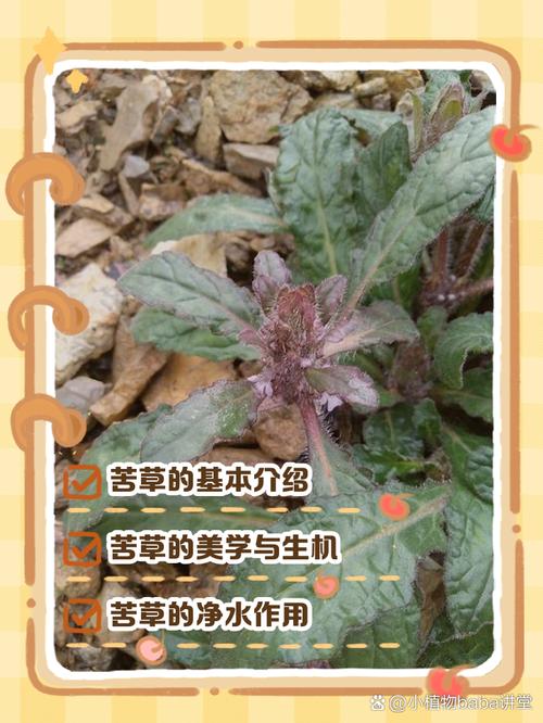 苦草有什么好处?沉水植物净水与景观配置全指南 扩繁控制:防止过度蔓延