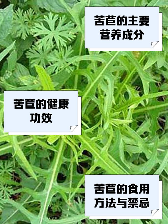 苦草有什么好处?沉水植物净水与景观配置全指南 常见问题(FAQ)