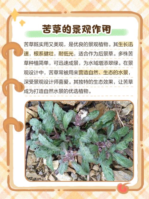 苦草有什么好处?沉水植物净水与景观配置全指南 总结