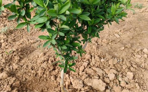 北花一号金银花栽植密度全解析：一亩地到底种多少株最合适？