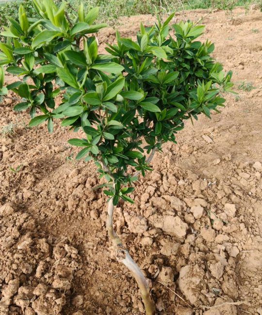 北花一号金银花栽植密度全解析：一亩地到底种多少株最合适？