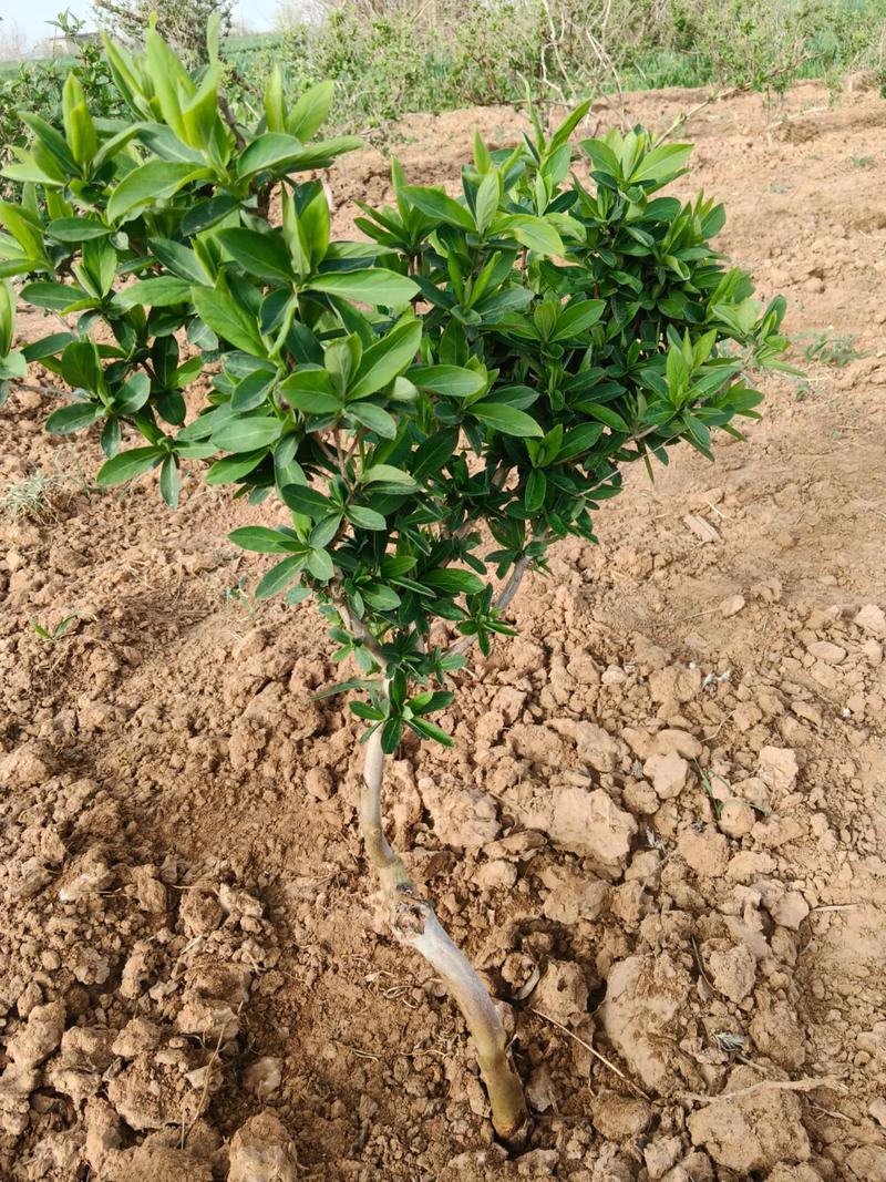 北花一号金银花栽植密度全解析:一亩地到底种多少株最合适? 北花一号金银花一亩栽多少株?