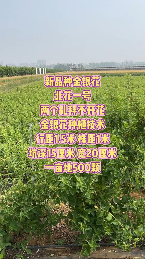 北花一号金银花栽植密度全解析:一亩地到底种多少株最合适? 采购苗木时规格该选多大?