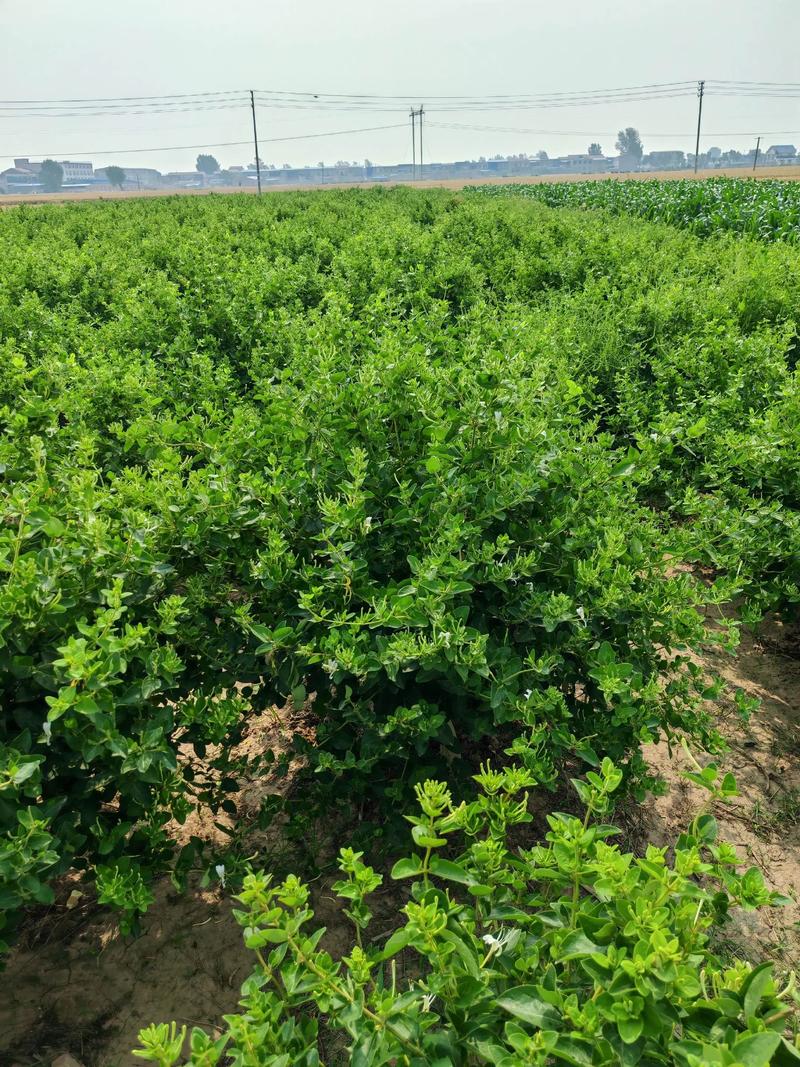 北花一号金银花栽植密度全解析:一亩地到底种多少株最合适? 不同栽植模式的密度速查表