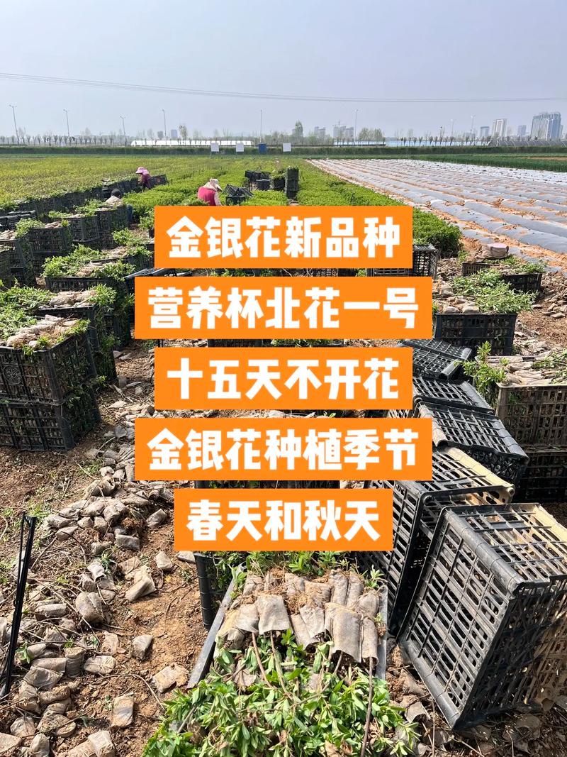 北花一号金银花栽植密度全解析:一亩地到底种多少株最合适? 栽植密度常见错误与规避