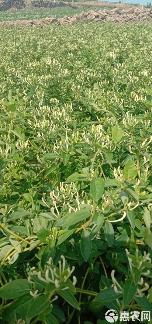 北花一号金银花栽植密度全解析:一亩地到底种多少株最合适? 常见问题(FAQ)