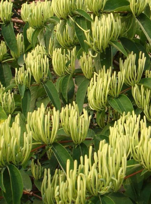 北花一号金银花栽植密度全解析:一亩地到底种多少株最合适? 总结
