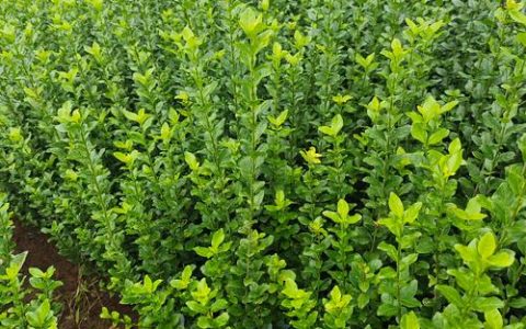 林下耐阴植物种植指南：从选苗到成活的实操手册