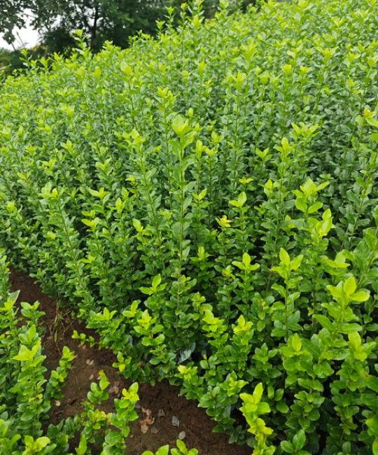 林下耐阴植物种植指南：从选苗到成活的实操手册