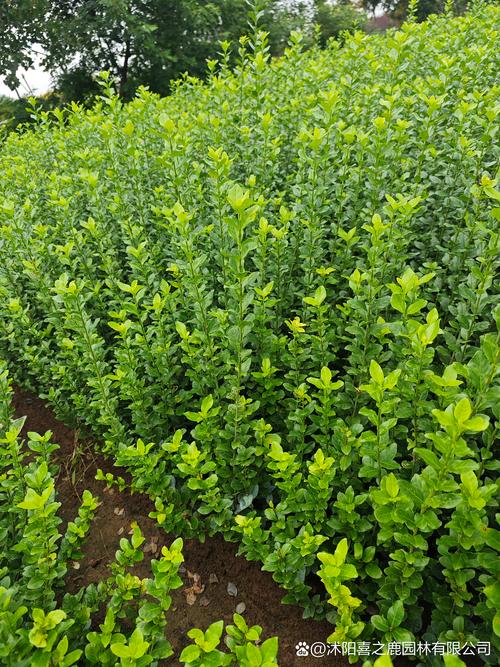 林下耐阴植物种植指南:从选苗到成活的实操手册 林下耐阴植物种植指南:从选苗到成活的实操手册