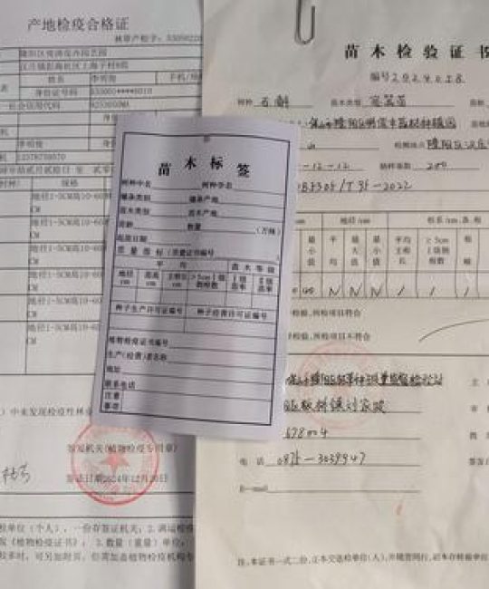 购买正宗果树苗的核心在于“先验证品种，再检验苗木，最后落实合同”，而非依赖任何一家店铺的承诺。