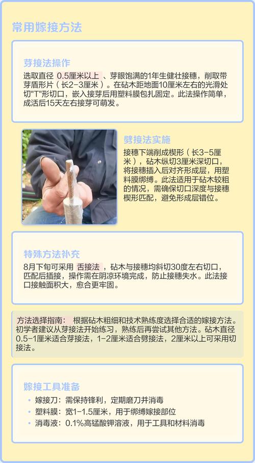 桃树嫁接指南:最佳砧木选择、嫁接方法及成活率影响因素 成活率受亲和性、砧木营养与温湿度控制三大因素影响