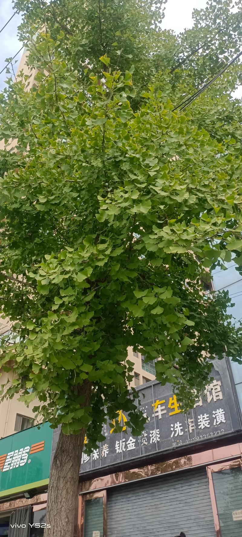 长的像扇子的树叶是什么树 生长习性