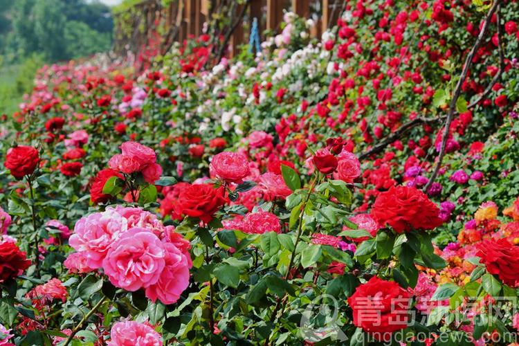 骄傲的玫瑰花告诉我们一个什么道理:从“骄傲”月季的养护看谦逊与坚韧 盆栽/地栽选择决策