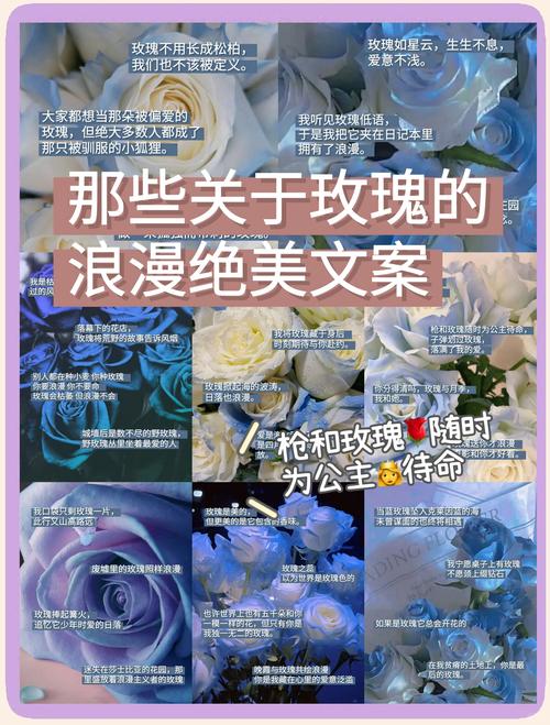 骄傲的玫瑰花告诉我们一个什么道理:从“骄傲”月季的养护看谦逊与坚韧 总结