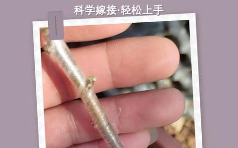 榆树嫁接什么果树最好？嫁接对象、时间及成活率详解