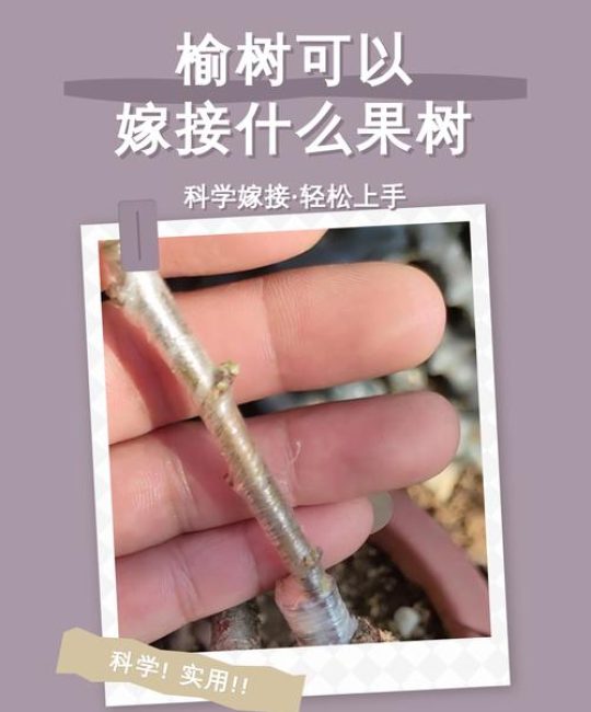 榆树嫁接什么果树最好？嫁接对象、时间及成活率详解