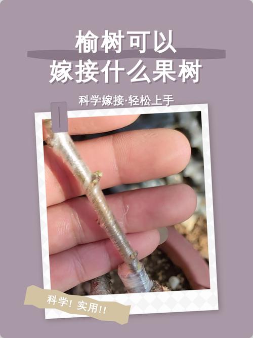 榆树嫁接什么果树最好?嫁接对象、时间及成活率详解 榆树嫁接什么果树最好?嫁接对象、时间及成活率详解