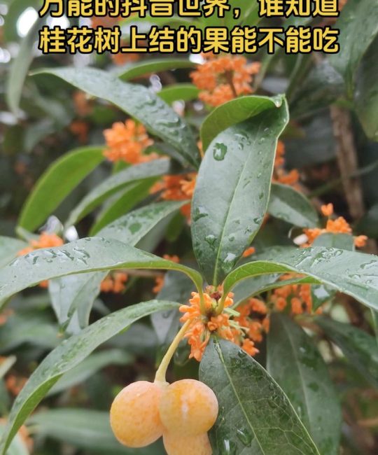 桂花树结的果有什么用？这些小果实藏着大用途