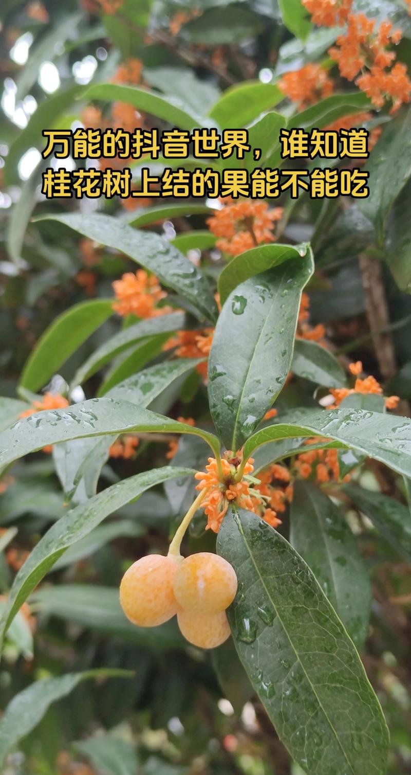 桂花树结的果有什么用?这些小果实藏着大用途 桂花果的繁殖用途:自己播种养桂花