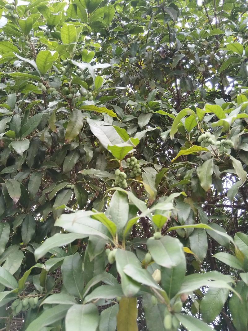 桂花树结的果有什么用?这些小果实藏着大用途 桂花果的食用探索:果酱、泡酒与调味