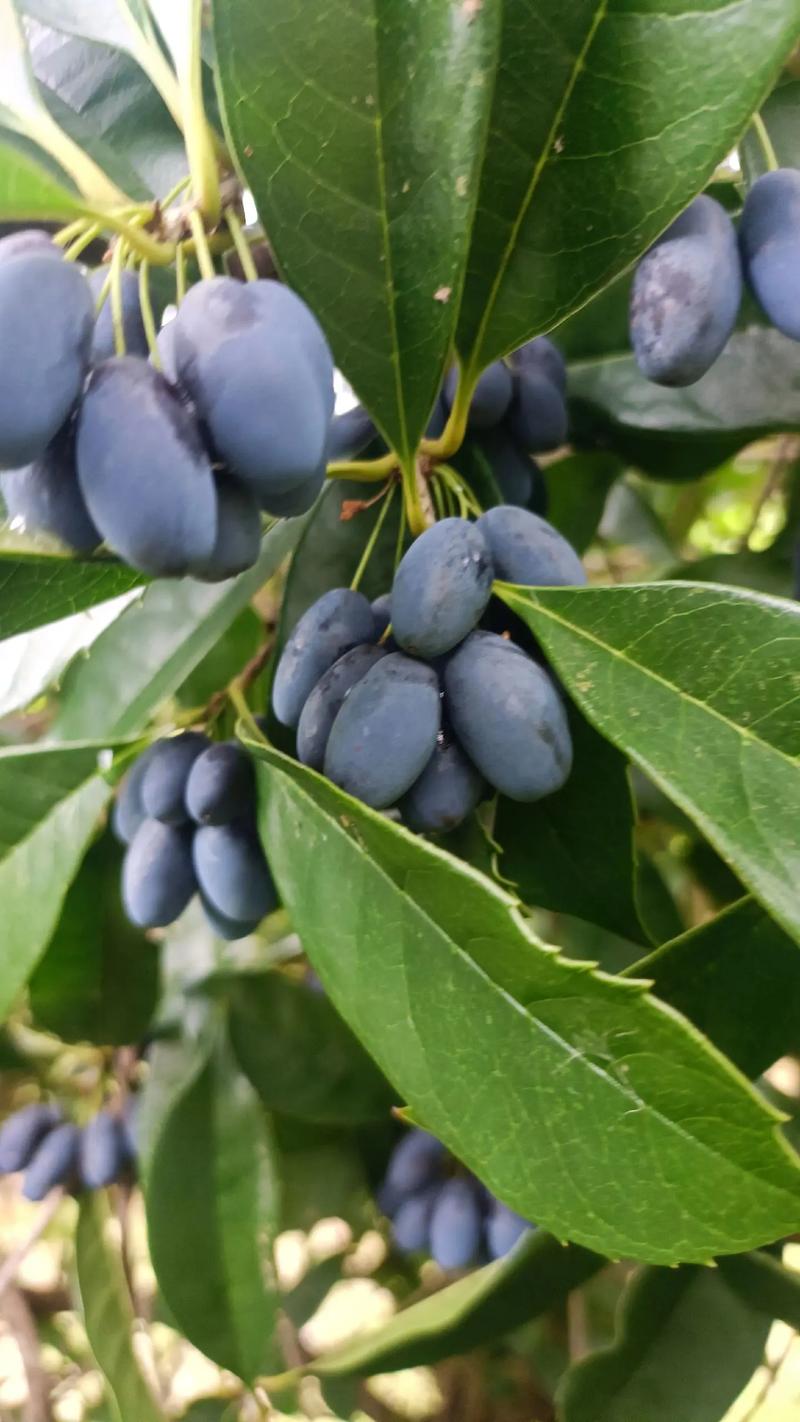 桂花树结的果有什么用?这些小果实藏着大用途 结语