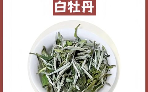 白茶极品是什么茶品种？