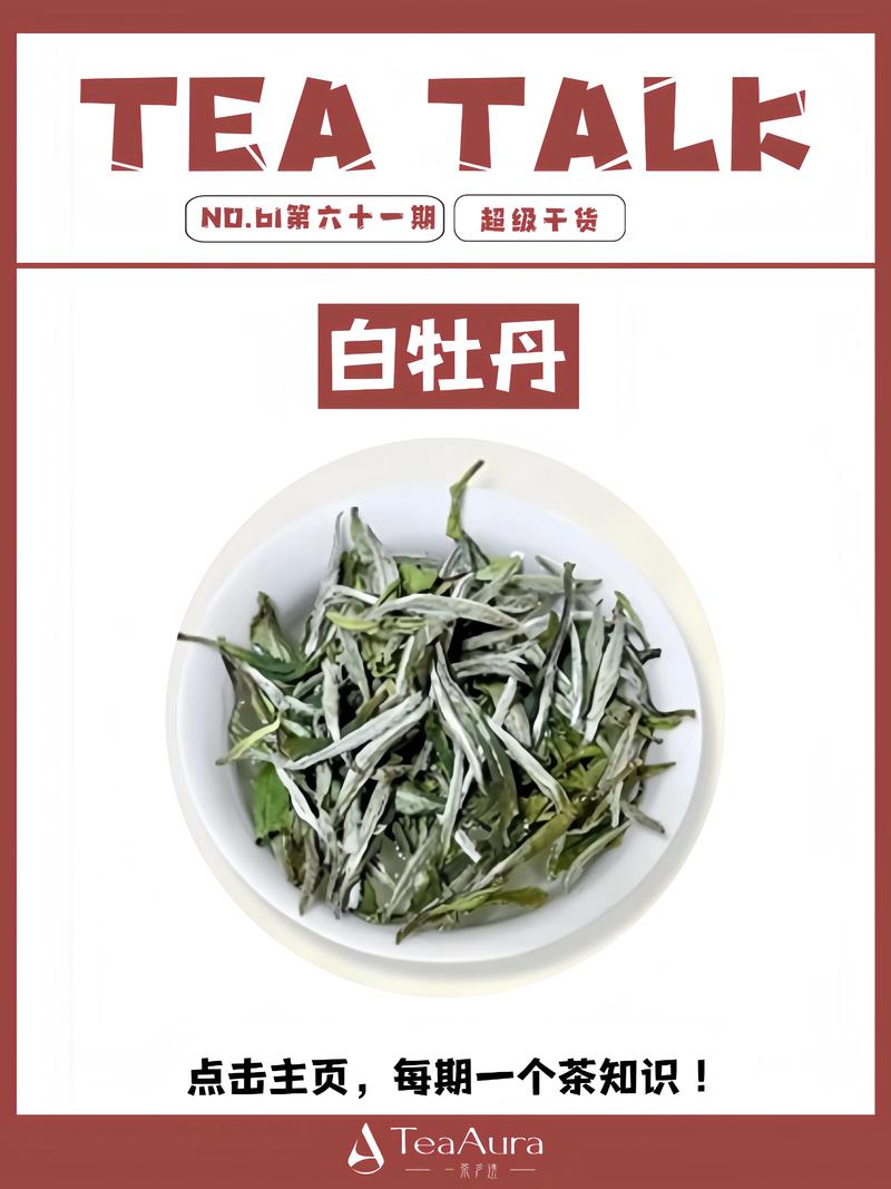 白茶极品是什么茶品种? 白茶极品为什么常指白毫银针?