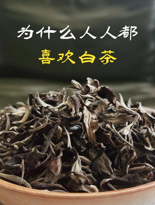 白茶极品是什么茶品种? 选购时该怎么理解“极品白茶”?