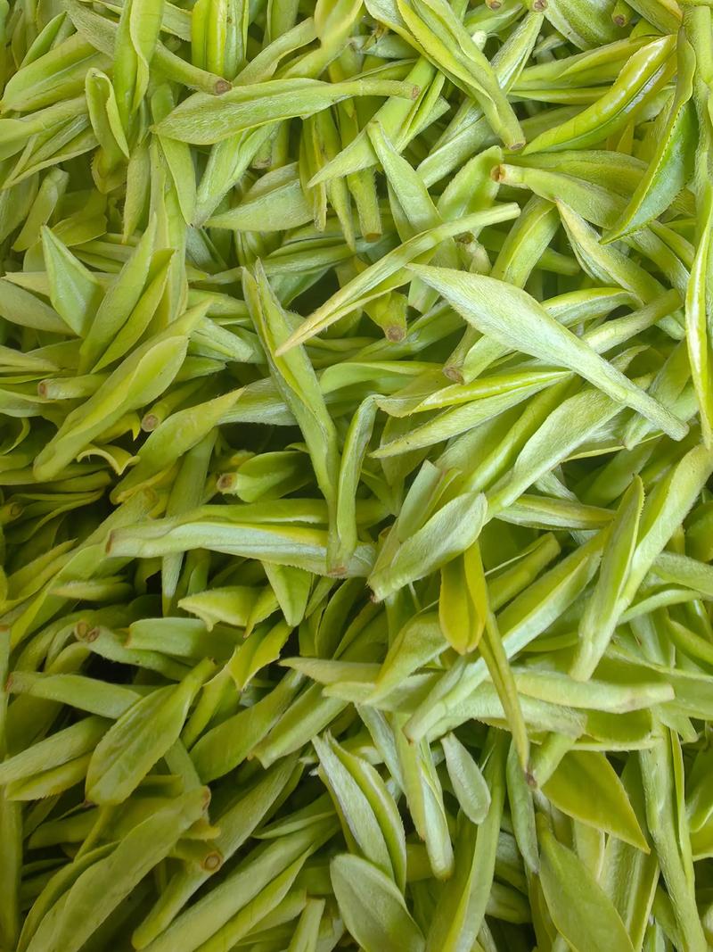 白茶极品是什么茶品种? 白茶里哪几种最受认可?