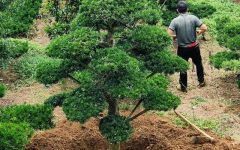 罗汉松多少钱一棵树四米高？2025年最新价格参考与影响因素解析