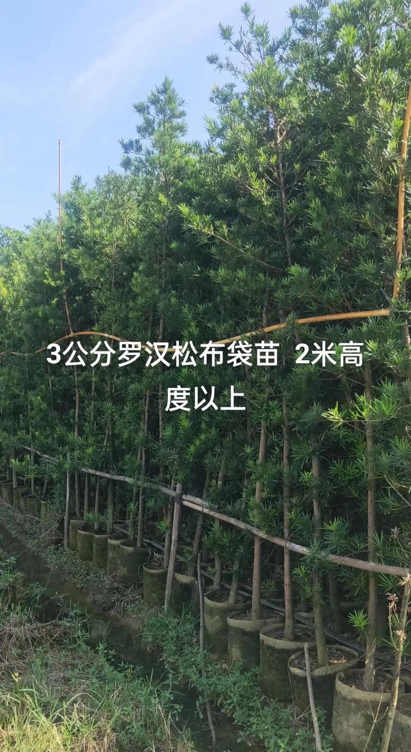 罗汉松多少钱一棵树四米高?2025年最新价格参考与影响因素解析 2. 产地因素:安徽、浙江、湖南价格差异明显