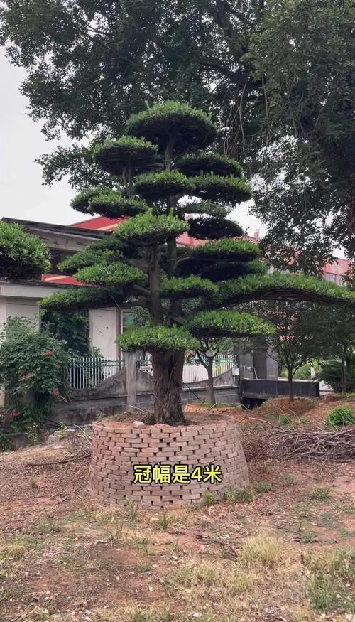 罗汉松多少钱一棵树四米高?2025年最新价格参考与影响因素解析 3. 季节因素:春季最贵,夏季最便宜