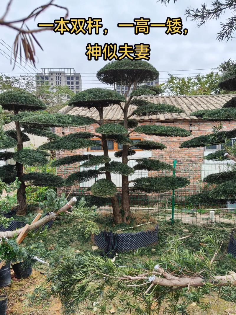 罗汉松多少钱一棵树四米高?2025年最新价格参考与影响因素解析 常见问题 FAQ