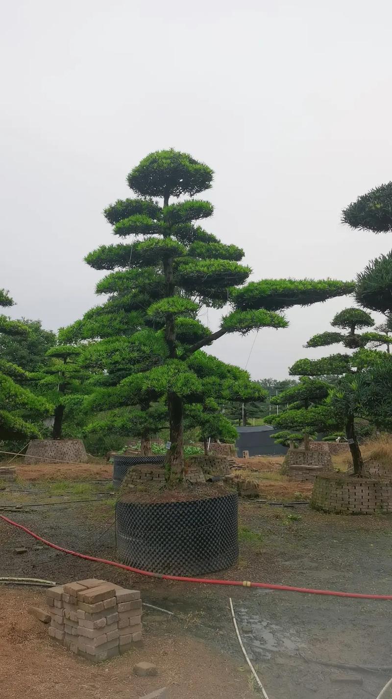 罗汉松多少钱一棵树四米高?2025年最新价格参考与影响因素解析 咨询指南:如何获得精准报价?