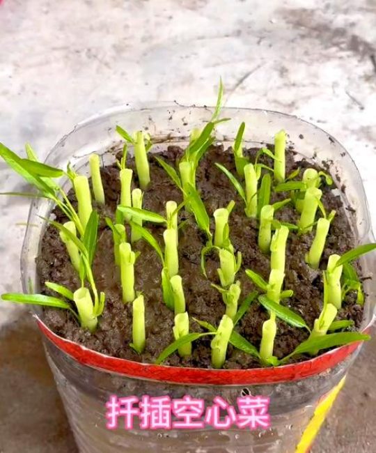 空心菜怎么扦插繁殖？几天生根？