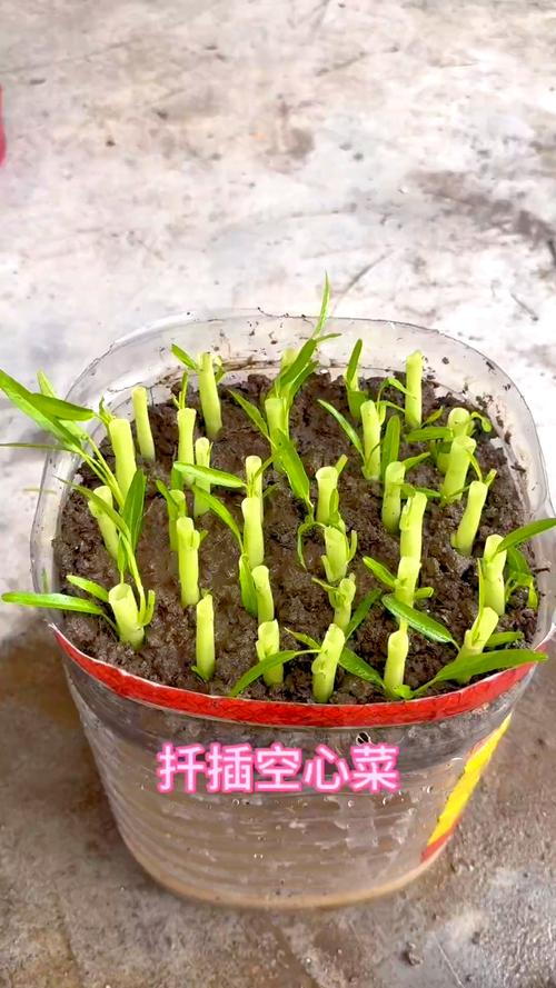 空心菜怎么扦插繁殖?几天生根? 为什么选择扦插而非播种?