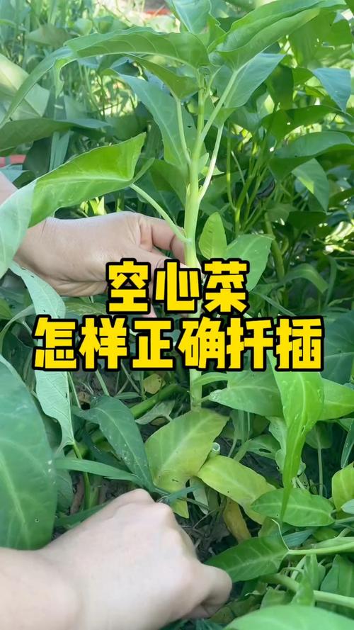 空心菜怎么扦插繁殖?几天生根? 空心菜扦插生根时间与核心环境参数