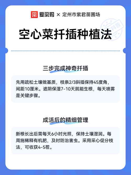 空心菜怎么扦插繁殖?几天生根? 扦插操作全流程与关键控制点