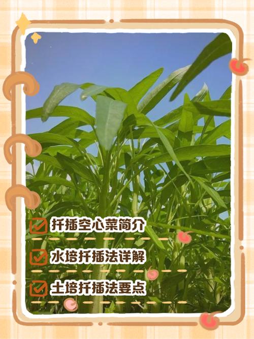 空心菜怎么扦插繁殖?几天生根? 影响成活率的四大因素