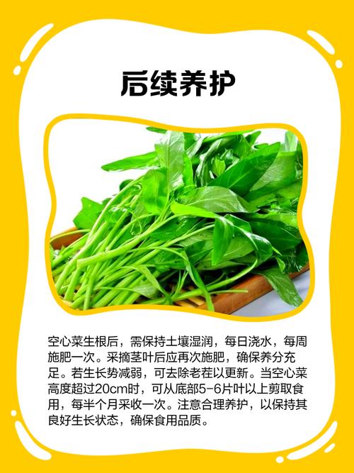 空心菜怎么扦插繁殖?几天生根? 常见问题(FAQ)