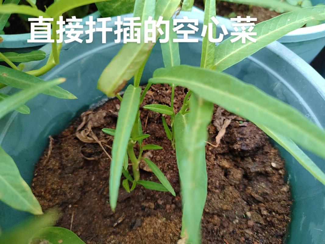 空心菜怎么扦插繁殖?几天生根? 常见失败案例与补救