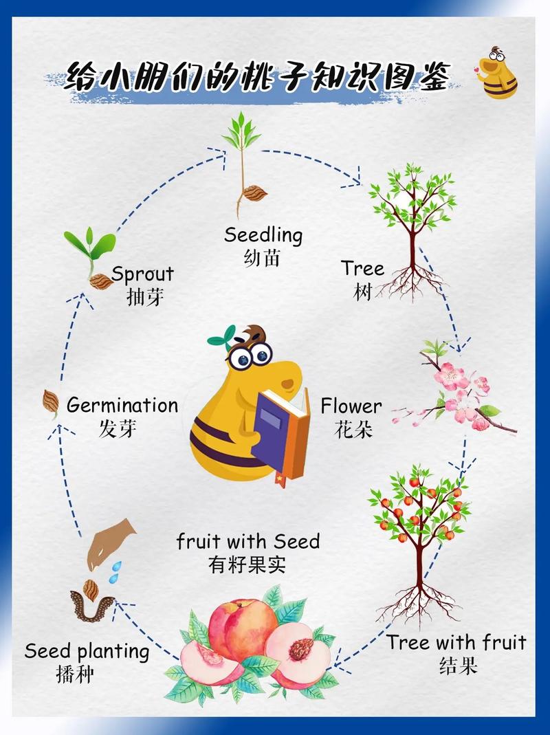 桃核怎么种桃树?从选种到移栽的完整指南 栽前处理