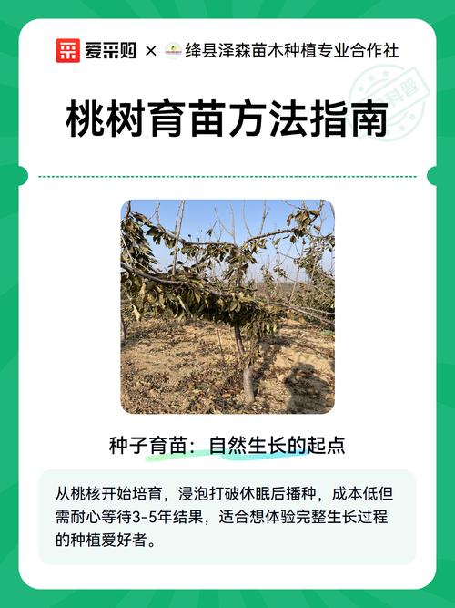 桃核怎么种桃树?从选种到移栽的完整指南 土壤环境